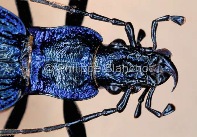 Carabus intricatus 2.JPG - Carabus intricatus 2 (Portrait)CarabeGround beetleColeopteraCarabidaeFrance